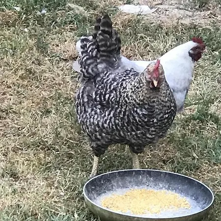 La Casa Di G.g. Oda ve Kahvaltı